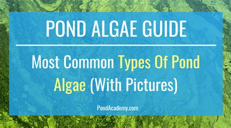 Types Of Pond Algae