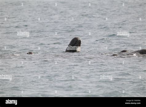 Long Finned Pilot Whales Globicephala Melas Lerwick Shetland Islands