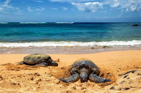 Green Sea Turtle On Beach