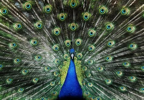 Peacock Symbolism & Meaning (+Totem, Spirit & Omens) | World Birds