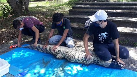 Susto Jacar Achado Em Quintal Oxerecife