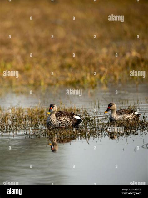 Indian Spot Billed Hi Res Stock Photography And Images Alamy