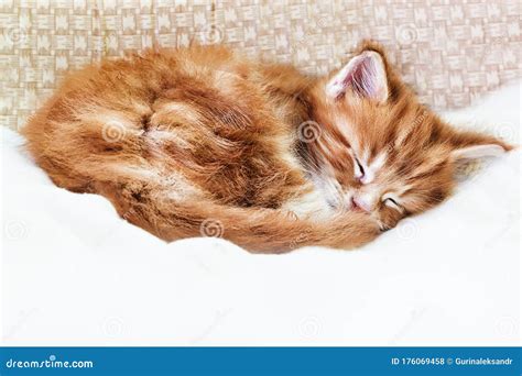 Ginger Tabby Kitten Lindo Foto De Archivo Imagen De Piel 176069458