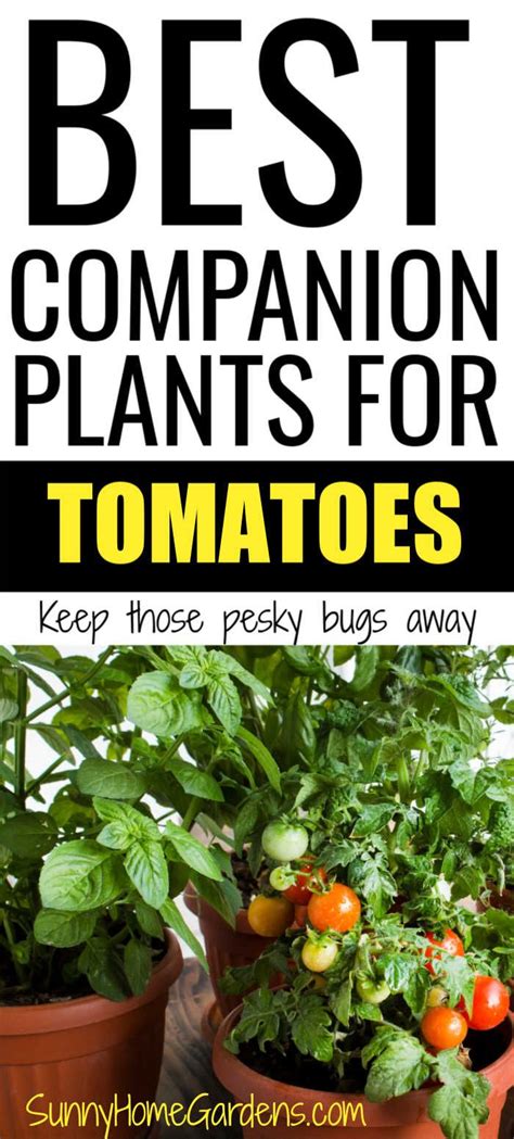 22 Best Companion Plants For Tomatoes In 2020 Companion Planting