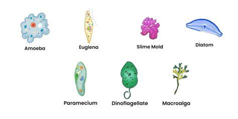 an image of different types of plants and animals that are labeled in ...