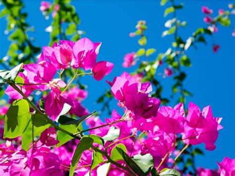 Winterizing A Bougainvillea Plant - How To Care For Bougainvillea ...