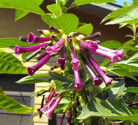 Purple Angels Trumpet. | Lovely Garden | Pinterest | Angel trumpet ...