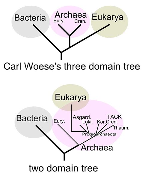 Domain Biology Biology Dictionary