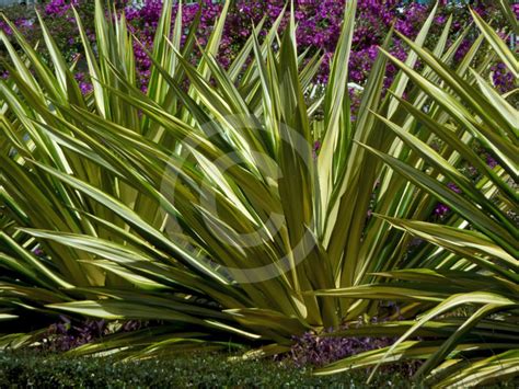 Furcraea Foetida Mediopicta Variegated Mauritius Hemp Information