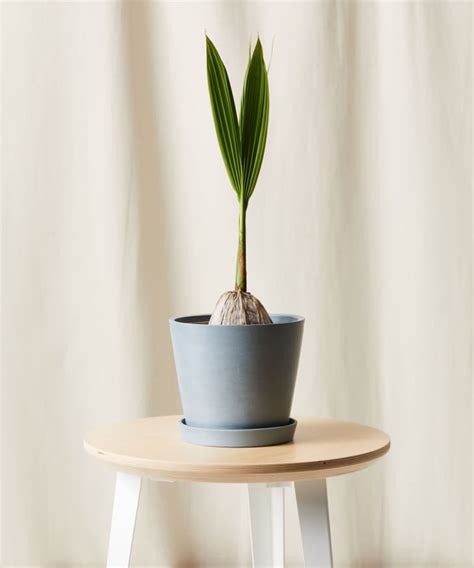 Bloomscape Just Launched A Coconut Palm Plant You Can Grow Indoors