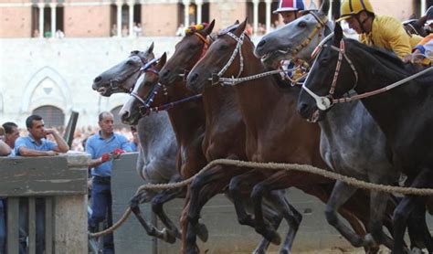 Approvato Il Protocollo Per Laddestramento Dei Cavalli Da Palio Per L