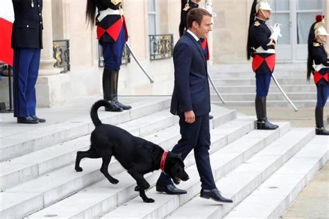 Emisoras Unidas Conozca Al Perro Adoptado Por El Presidente Emmanuel