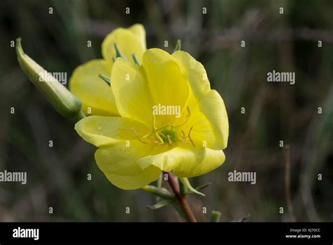 Evening Primrose Oenothera Biennis Flower Stock Photo Alamy