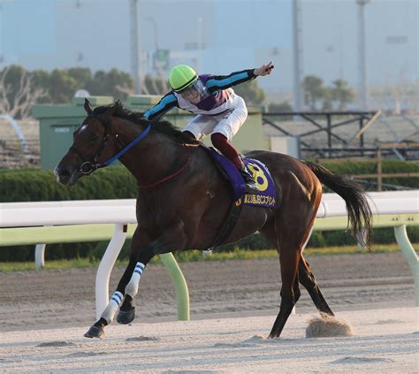 【地方競馬】年度代表馬はイグナイター 兵庫県競馬が昨年の優秀競走馬を発表 ライブドアニュース