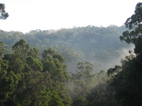 Jarrah Karri Forest And Shrublands One Earth