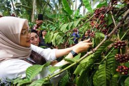 Banyuwangi Daftarkan Kopi Robusta Peroleh Paten Indikasi Geografis