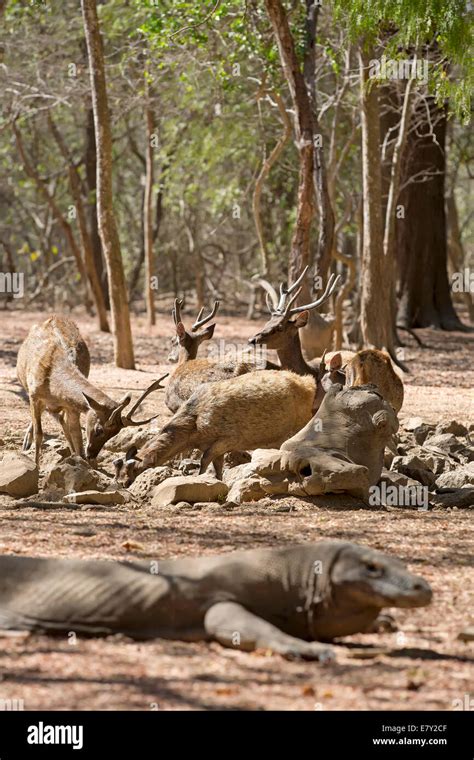 Komodo dragon hunting hi-res stock photography and images - Alamy