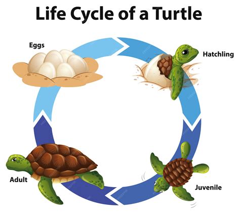 Ciclo De Vida Da Tartaruga - Diagrama mostrando o ciclo de vida das tartarugas marinhas | Vetor Grátis