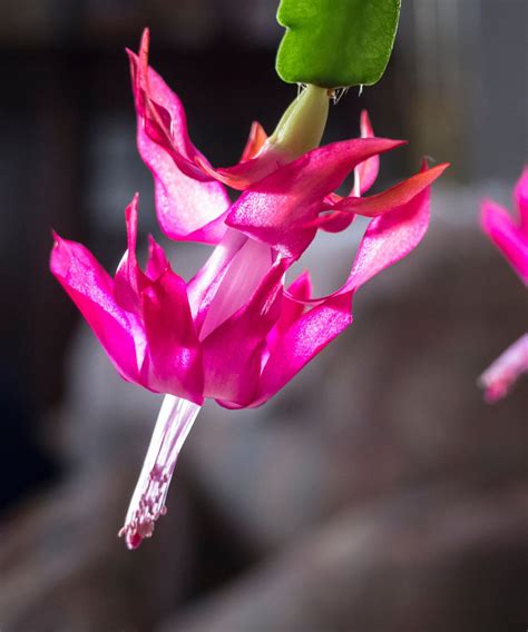 How To Prune Christmas Cactus Expert Tips On When And How