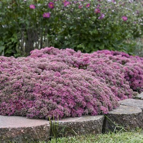 Rock N Round Popstar Stonecrop Sedum Hybrid Perennials Sedum