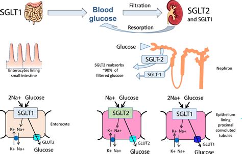 Key Sites Of Action Of Sodium Glucose Co Transporter Sglt Inhibitors