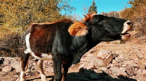 farm cow eating food on a beautiful sunny day 13352160 Stock Video at ...