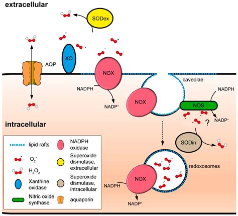 Antioxidants Free Full Text The Plasma Membrane A Platform For