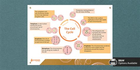 The Cell Cycle Display Poster GCSE Biology Beyond