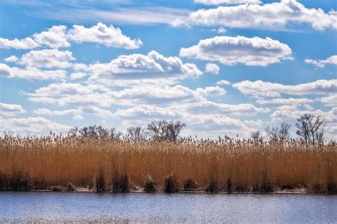 Premium Photo Reeds On The Shore Of The Lake And Blue Cloudy Sky