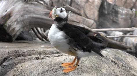 Birds Atlantic Puffin Seabird Iceland Norway Stock Footage Video (100% ...