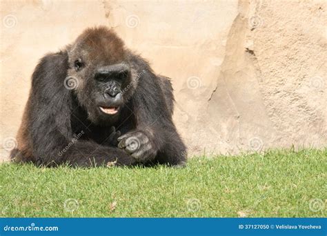 Male Silverback Gorilla, Single Mammal on Grass Stock Photo - Image of fierceness, bust: 37127050