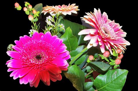 Gerbera Flores Fucsia Foto Gratis En Pixabay Pixabay