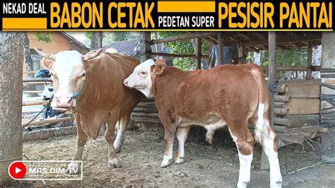 Pemuda Ini Nekad Lagi Deal Babon Pencetak Pedetan Super Asli Pesisir