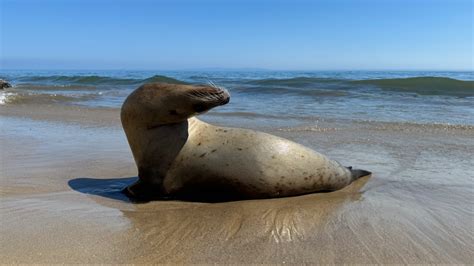 Sick Sea Lions Are Showing Up On California Coastline Again