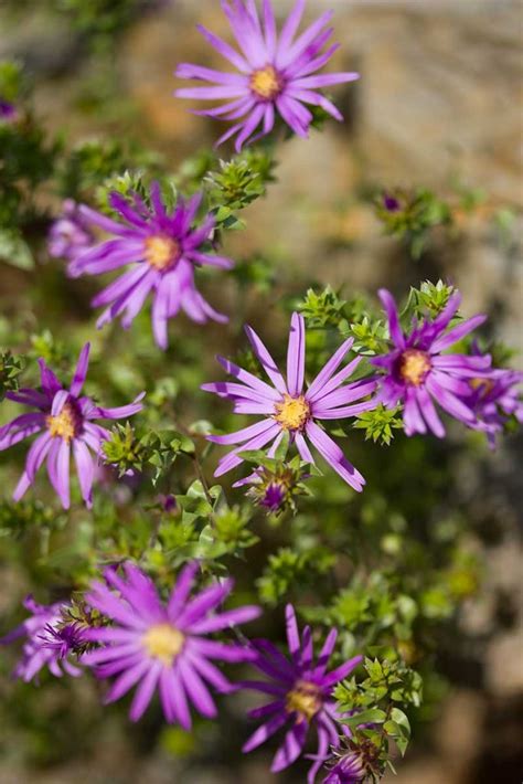 11 Of The Best Perennial Asters For Late Summer Color