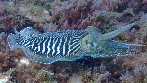 Gewone Zeekat Common Cuttlefish Sepia Officinalis YouTube