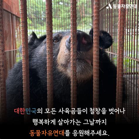 동물자유연대 내 이름은 사육곰 오늘도 비좁은 철장에 갇혀 자유로운 삶을 꿈꿉니다