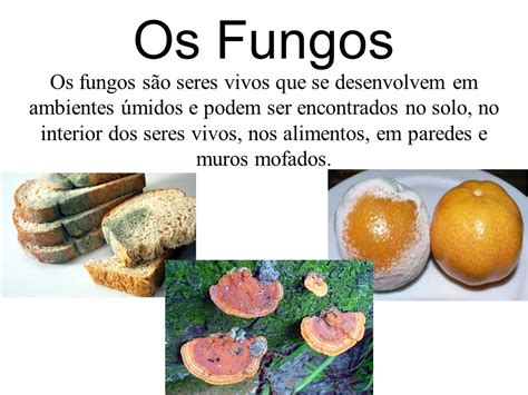 Fungos Biologia A Ciência Da Vida