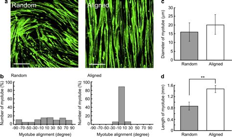 Aligned Myotube Formation On Normal Cell Culture Dishes By Transferring