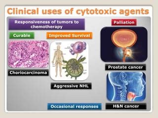 Chemotherapy Principles PPT