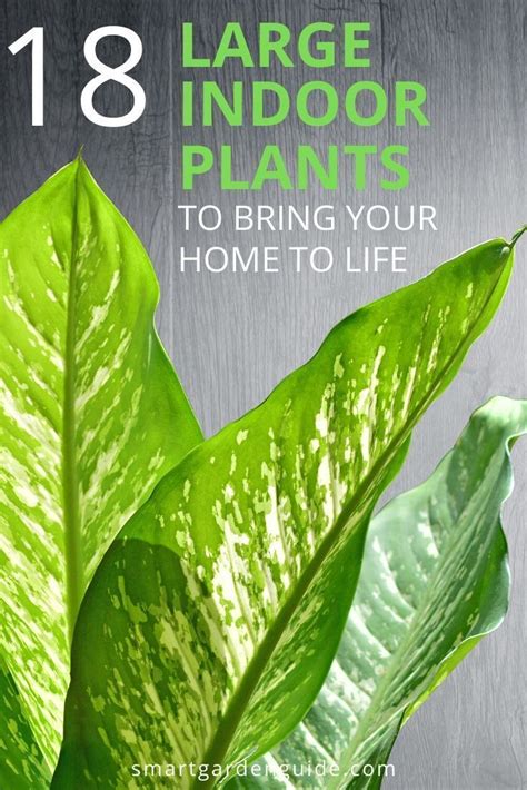 Large Low Light Indoor Plants To Bring Your Home To Life Large