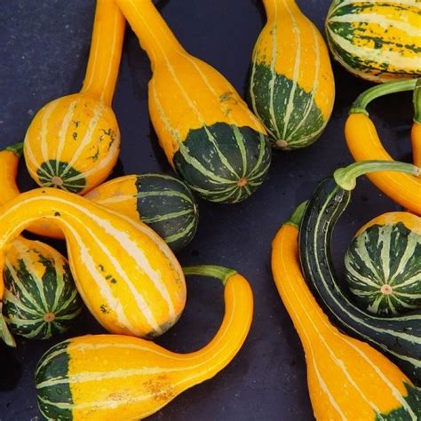 Squash Cucurbita Pepo Small Spoon Seeds Nam Zona