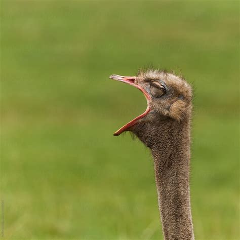 Funny Ostrich