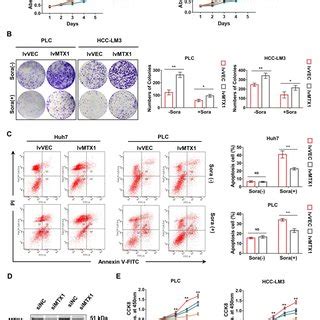 Enforced Expression Of MTX1 Accelerated HCC Cell Growth A