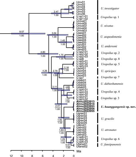 ﻿A new species of shrew moles, genus Uropsilus Milne-Edwards, 1871 (Mammalia, Eulipotyphla ...