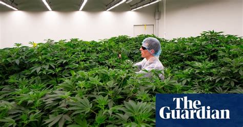 Netherlands begins trial to make cannabis fully legal : r/auroracannabis