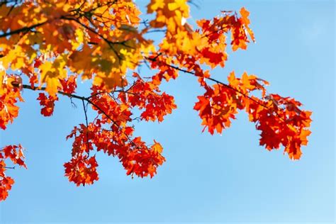 Ramas de un árbol con colorido follaje de arce contra un cielo azul con