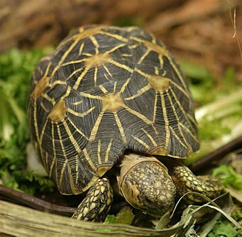 Indian Star Tortoise Pictures - AZ Animals