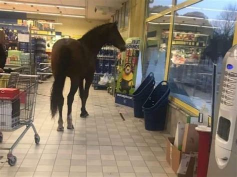 Il Video Del Cavallo Che Cammina Tra Le Corsie Del Supermercato In Sardegna