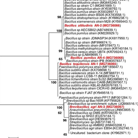 Lignin Peroxidase Activity A And Laccase B Of Brevibacillus Agri